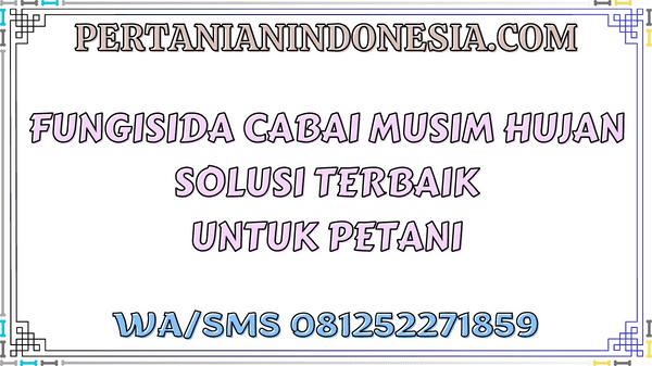 Fungisida Cabai Musim Hujan Solusi Terbaik Untuk Petani